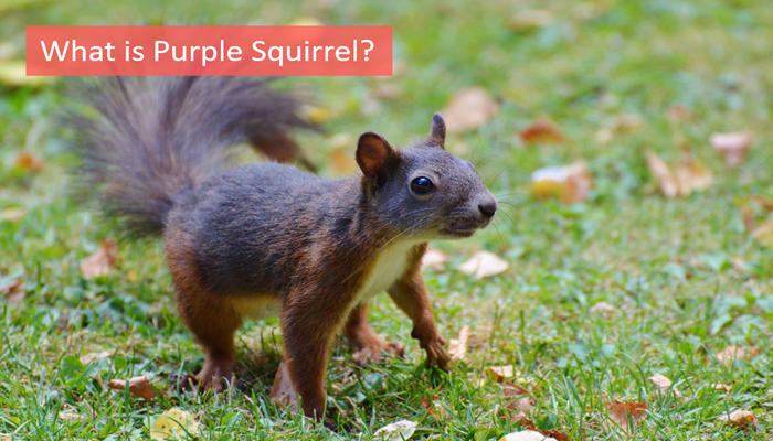 what-is-purple-squirrel what-is-purple-squirrel